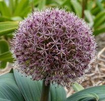 Allium Karataviense